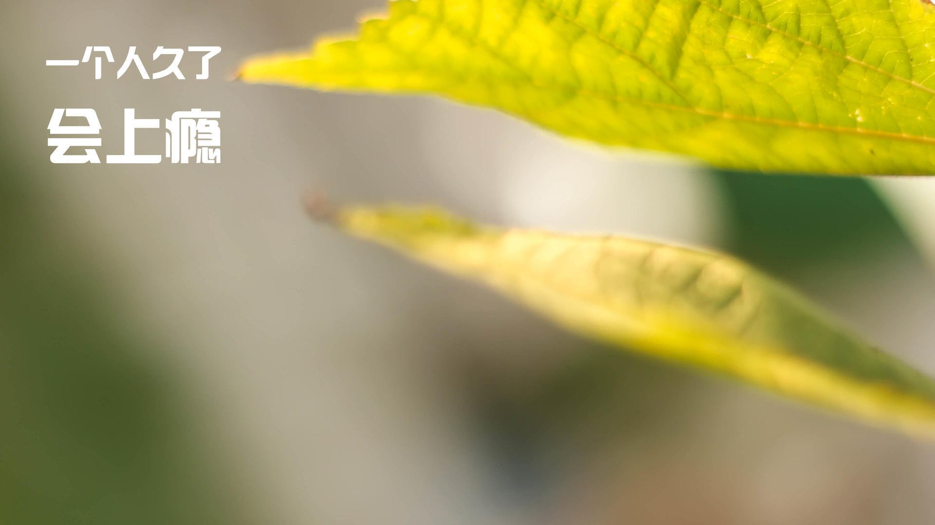 欧冠半决赛的虚拟对决，南非足球奇迹与中国足球叹息的跨洲隐喻